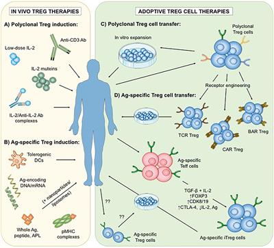 Antigen-Specific Regulatory T Cell Therapy in Autoimmune Diseases and Transplantation